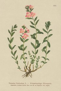 低木スピードウェル（Veronica fruticulosa、Veronica frutescens） 作： German School