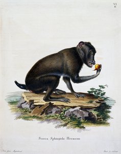 ヨハン・クリスチャン・ダニエル・フォン・シュレーバー（1739-1810）の「自然から描かれた説明付き哺乳類」より、シミア・スフィンギオラ、ICボックの彫刻、ドイツ 作： German School