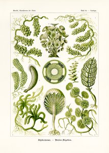 シフォナエ、1899-1904 作： German School