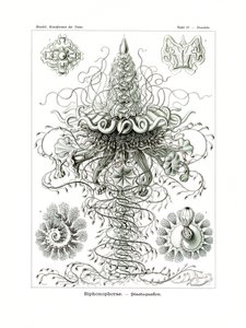 シフォノフォラエ、1899-1904 作： German School