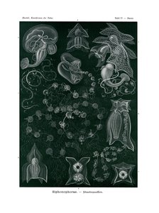 シフォノフォラエ、1899-1904 作： German School