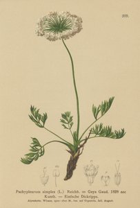 小さなアルパインラバージュ（Pachypleurum mutellinoides、Pachypleurum simple Pachypleurum alpmum、Pachypleurum simple、Neogaya simple、Gaya simple、simple Lovage） 作： German School