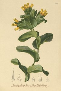 滑らかなハニーワート（Cerinthe alpina、Cerinthe glabra subsp。Glabra） 作： German School