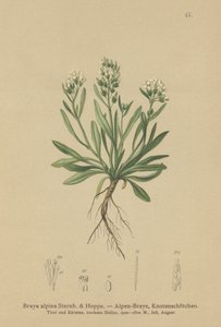 滑らかな北部岩クレソン（Braya alpina、Sisymbrium alpinum）