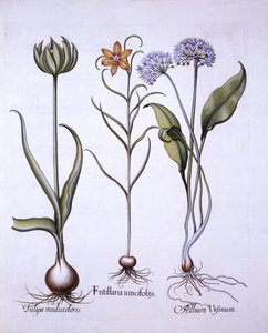 ヘビの頭のヒョウモン、野生のニンニク、チューリップ、Hortus Eystettensis、バジルベスラー（1561-1629）、パブ。 1613（手描きの彫刻） 作： German School