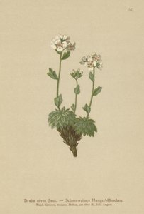 真っ白なホイットローグラス（Draba nivea） 作： German School
