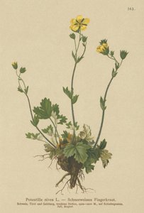雪キノコ（Potentilla nivea） 作： German School
