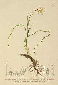 スノードンリリー（Lloydia serotina、Gagea serotina、Lloydia alpina、Lloydia striata）
