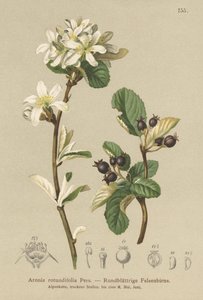 雪に覆われたメスピラス（Aronia rotundifolia、Amelanchier ovalis） 作： German School