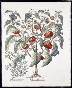 バジルベスラー（1561-1629）パブ1613（手描きの彫刻）によるHortus EystettensisからのSolanum Pomiferum 作： German School