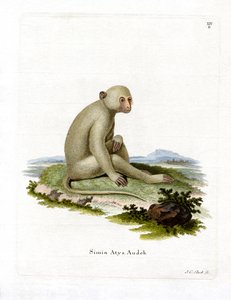 Sooty Mangabey (彩色済み彫刻) 作： German School
