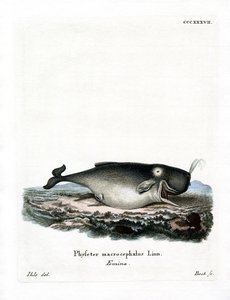 マッコウクジラ（彩色済み彫刻 作： German School
