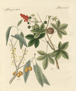 スパイシーな植物 作： German School