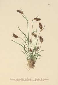スパイクウッドラッシュ（Luzula spicata） 作： German School