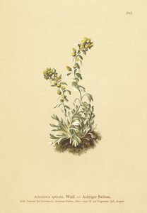 スパイクワームウッド（Artemisia spicata、Artemisia bocconei、Artemisia genipi） 作： German School