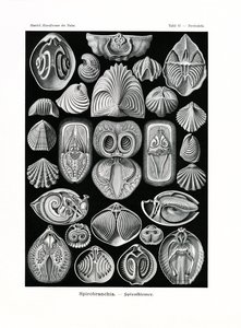 スピロブランチ、1899-1904 作： German School