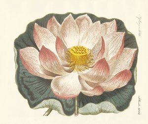 華麗な花 作： German School