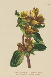 斑点のあるリンドウ（Gentiana punctata） 作： German School