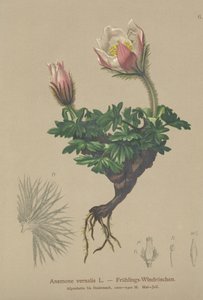 春のアネモネ（Anemone vernalis、Pulsatilla vernalis） 作： German School