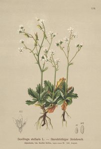 Starry Saxifrage（Saxifraga stellaris） 作： German School