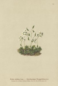 星状ホイットローグラス（Draba stellata） 作： German School