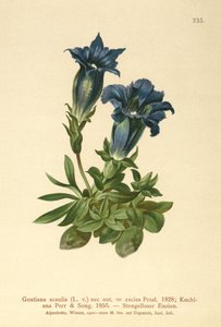 茎のないジェンティアン（Gentiana acaulis、cuting Geniiana） 作： German School
