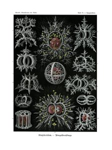 ステフォイデア、1899-1904 作： German School