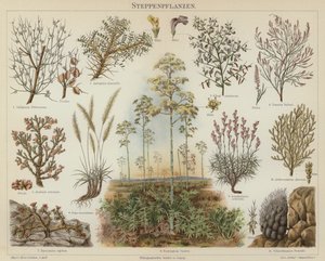 草原の植物（カラー写真 作： German School
