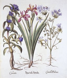 Hortus Eystettensisのバジルベスラー（1561-1629）著、パブ。 1613（手描きの彫刻） 作： German School