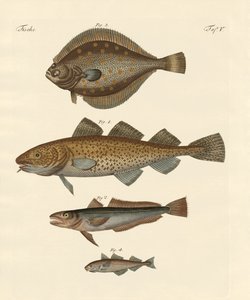 干し魚 作： German School