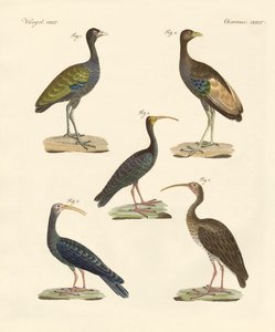 ブラジルの奇妙な鳥たち（彩色済み彫刻 作： German School