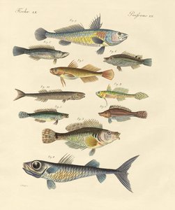 奇妙で美しい魚（彩色済み彫刻