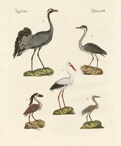 奇妙なビーチの鳥 作： German School