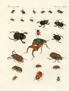 奇妙なカブトムシ（彩色済み彫刻 作： German School