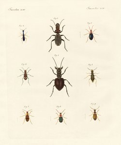奇妙なカブトムシ（彩色済み彫刻 作： German School