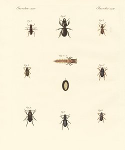奇妙なカブトムシ（彩色済み彫刻 作： German School