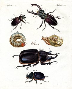 奇妙なカブトムシ 作： German School