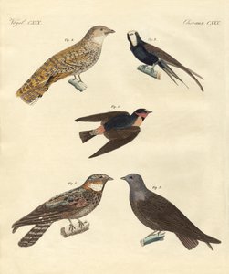 奇妙な鳥たち（彩色された彫刻 作： German School