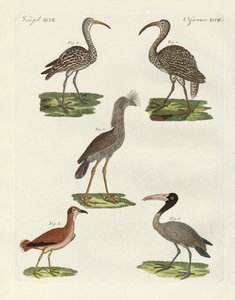 奇妙な鳥たち（彩色された彫刻 作： German School