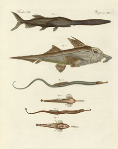奇妙な軟骨魚（彩色済み彫刻 作： German School