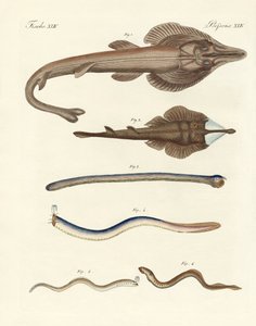 奇妙な軟骨魚（彩色済み彫刻 作： German School