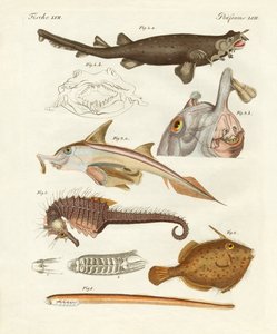 奇妙な軟骨魚 作： German School