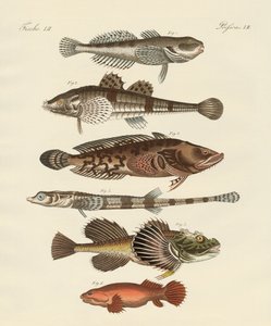 奇妙な魚（彩色された彫刻 作： German School
