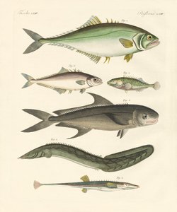 奇妙な魚（彩色された彫刻 作： German School