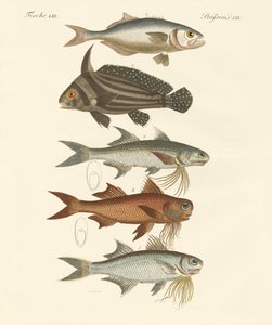 奇妙な魚（彩色された彫刻 作： German School