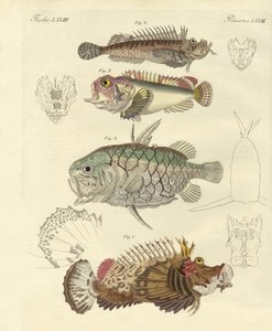 奇妙な魚（彩色された彫刻 作： German School