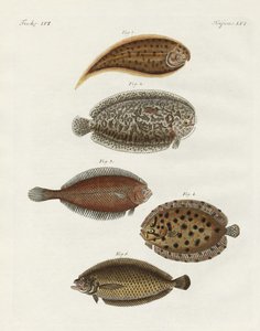 奇妙な魚（彩色された彫刻 作： German School