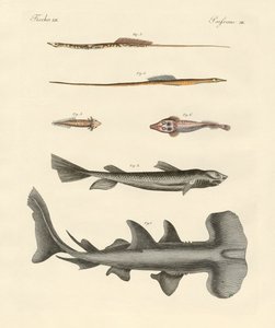 奇妙な魚（彩色された彫刻 作： German School