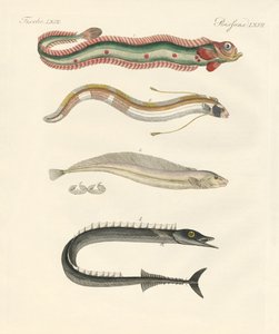 奇妙な魚（彩色された彫刻