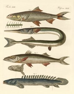 奇妙な魚（彩色された彫刻 作： German School
